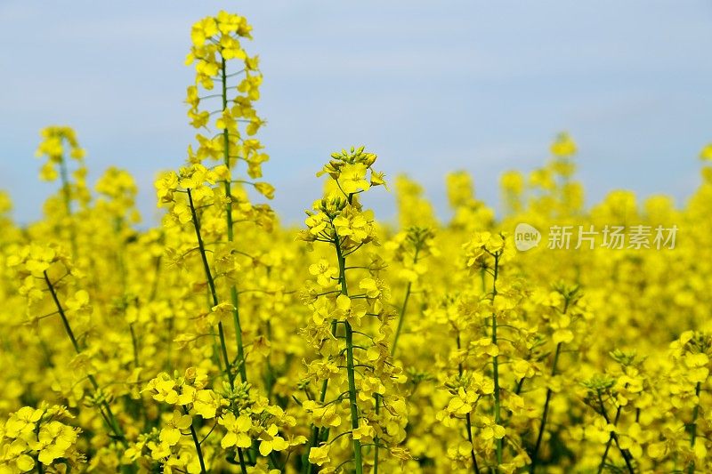 黄油油菜田(Brassica napus ssp.)